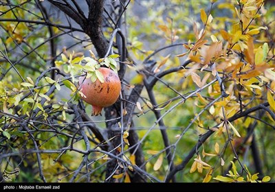 پاییز در منطقه آزاد ارس