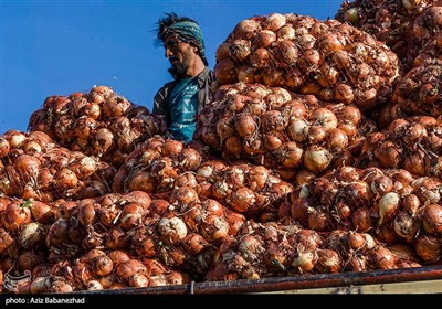  صادرات بی رویه پیاز را گران کرد/ ذخیره فراون پیاز توسط چند دلال 