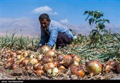 &quot;بهره‌وری&quot; حلقه گمشده کشاورزی در استان کرمان است