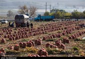 کشت قراردادی تنها راه نجات کشاورزی استان خوزستان است