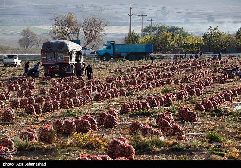 کشت قراردادی تنها راه نجات کشاورزی استان خوزستان است