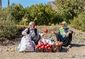 برداشت یاقوت‌های بهشتی در روستایی زیبا/ دل‌خونی انارکاران اردبیلی از بی‌توجهی مسئولان + فیلم