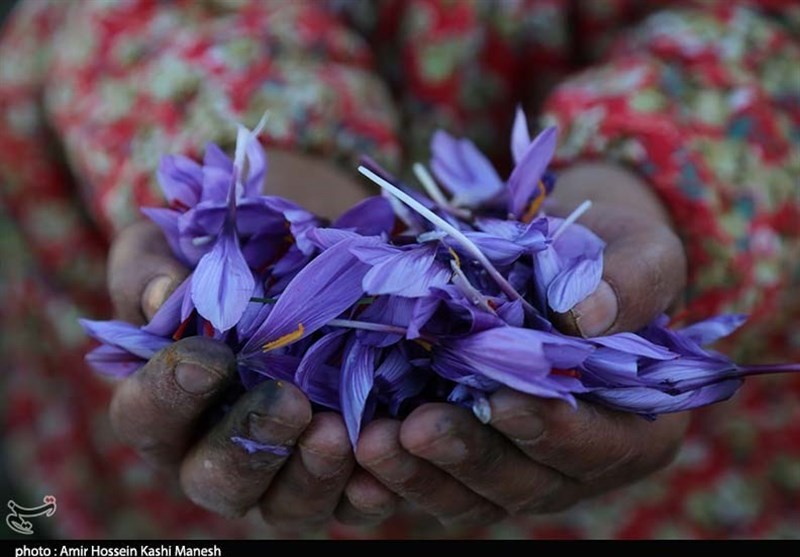 برداشت زعفران توسط مددجویان کالپوش میامی به روایت تصاویر
