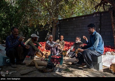 برداشت انار یاقوتی قصرالدشت شیراز