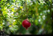 باغداران انار بادرودی در پیچ و خم مشکلات/ دسترنج انارکاران توسط دلالان نابود می‌شود