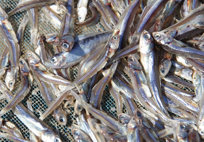 نفوذ دلالان در حوزه تولید پودر ماهی/ تعیین قیمت ناچیز برای بومیان