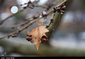 نخستین باران پائیزی به مهمانی مردم فارس آمد؛ آمادگی تمامی دستگاه‌ها برای شروع بارش‌ها