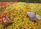 30 درصد سیب تولید امسال درجه 3 بوده و قابل عرضه به بازار نیست