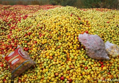  ۳۰ درصد سیب تولید امسال درجه ۳ بوده و قابل عرضه به بازار نیست 