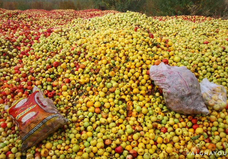 330 هزار تن سیب صنعتی در آذربایجان‌غربی فراوری شد