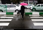 گربه‌ها هم حریف موش‌های بزرگ تهران نمی‌شوند!