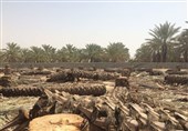 شعله آتش بر جان نخلستان های منیوحی خوزستان/ مرگ غم انگیز 1000 نخل در اروندکنار