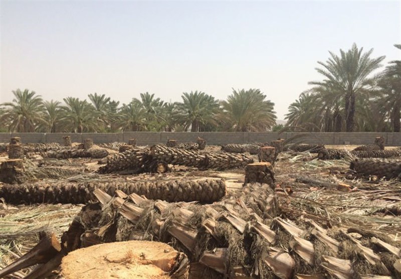 شعله آتش بر جان نخلستان های منیوحی خوزستان/ مرگ غم انگیز 1000 نخل در اروندکنار