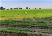 تداوم خشکسالی بی‌سابقه‌‌ در همدان/ ترغیب کشاورزان به اصلاح الگوی کشت با سیاست‌های تشویقی