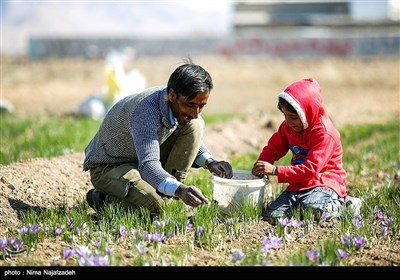 برداشت زعفران در تربت حیدریه