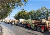 صادرات درختان خرمای دشتستان به کشورهای حوزه خلیج فارس + فیلم