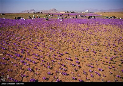 قطاف الزعفران- "تربت حیدریه" بمحافظة خراسان رضوي