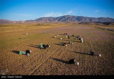 قطاف الزعفران- "تربت حیدریه" بمحافظة خراسان رضوي