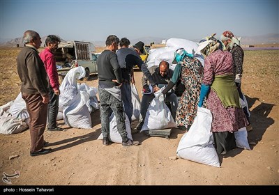 قطاف الزعفران- "تربت حیدریه" بمحافظة خراسان رضوي