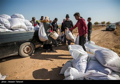 قطاف الزعفران- "تربت حیدریه" بمحافظة خراسان رضوي