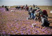 برداشت زعفران در تربت حیدریه