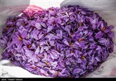برداشت زعفران در تربت حیدریه