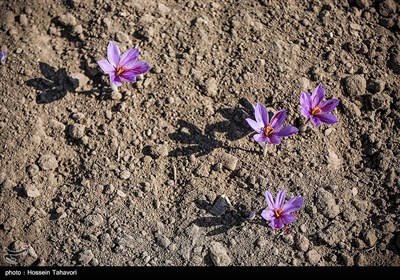 قطاف الزعفران- "تربت حیدریه" بمحافظة خراسان رضوي