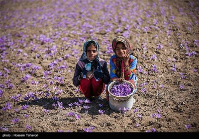 قطاف الزعفران- "تربت حیدریه" بمحافظة خراسان رضوي