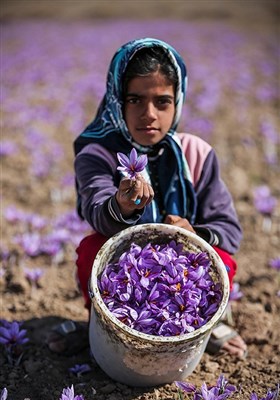 قطاف الزعفران- "تربت حیدریه" بمحافظة خراسان رضوي