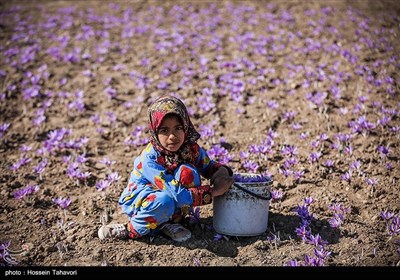 قطاف الزعفران- "تربت حیدریه" بمحافظة خراسان رضوي