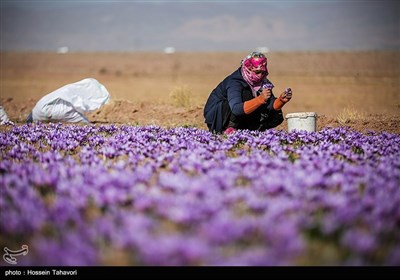 قطاف الزعفران- "تربت حیدریه" بمحافظة خراسان رضوي