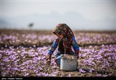 برداشت زعفران در تربت حیدریه