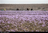برداشت زعفران در تربت حیدریه