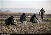 برداشت زعفران در تربت حیدریه