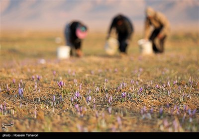 قطاف الزعفران- "تربت حیدریه" بمحافظة خراسان رضوي