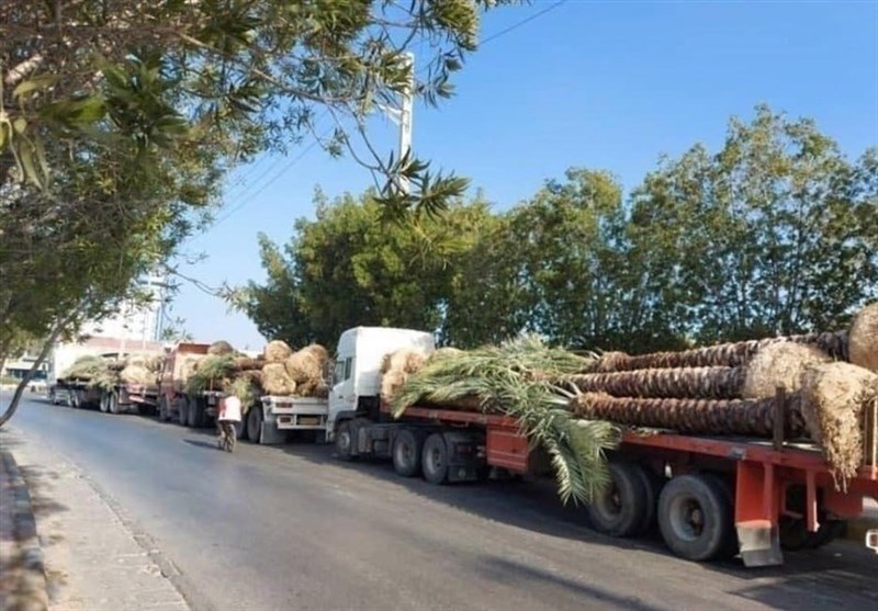 اطلاع رسانی ناقص گمرک درباره نخلهای صادراتی/ مجوز جعلی علت برگشت خوردن محموله بود