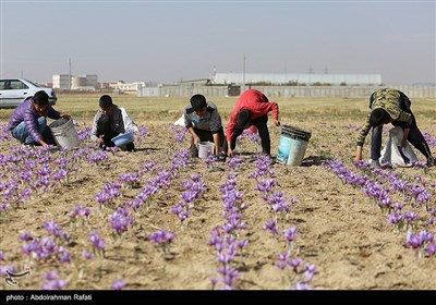 برداشت زعفران از مزارع استان همدان