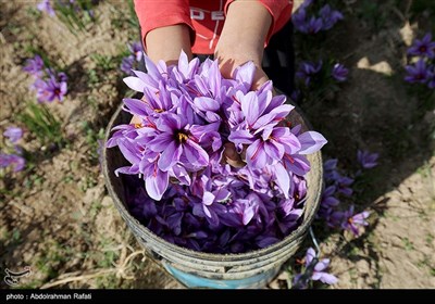 برداشت زعفران از مزارع استان همدان