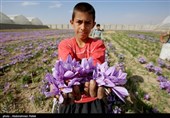 رئیس شورای ملی زعفران: 87درصد زعفران ایران بدون نام صادر می‌شود