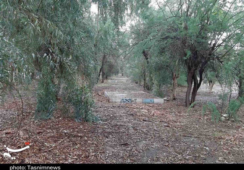 توسعه پارک‌های جنگلی جدید در استان بوشهر