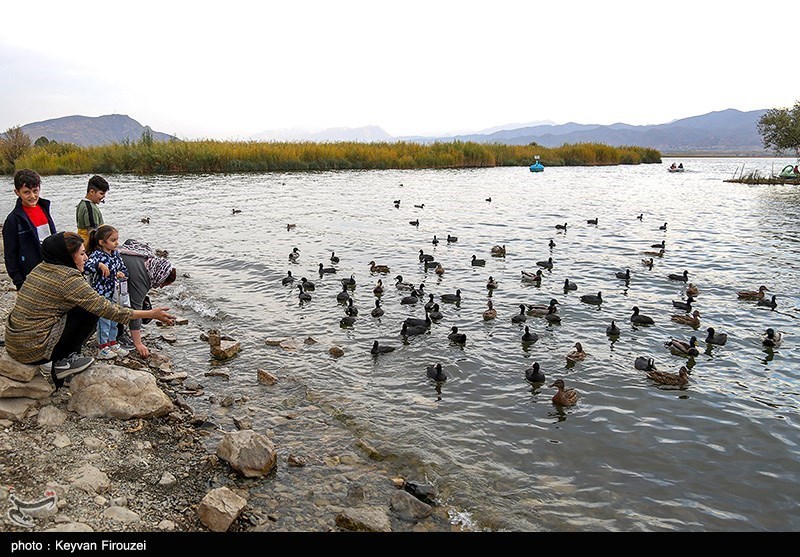 پرندگان تالاب زریوار - کردستان