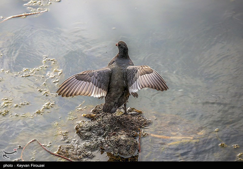 پرندگان تالاب زریوار - کردستان