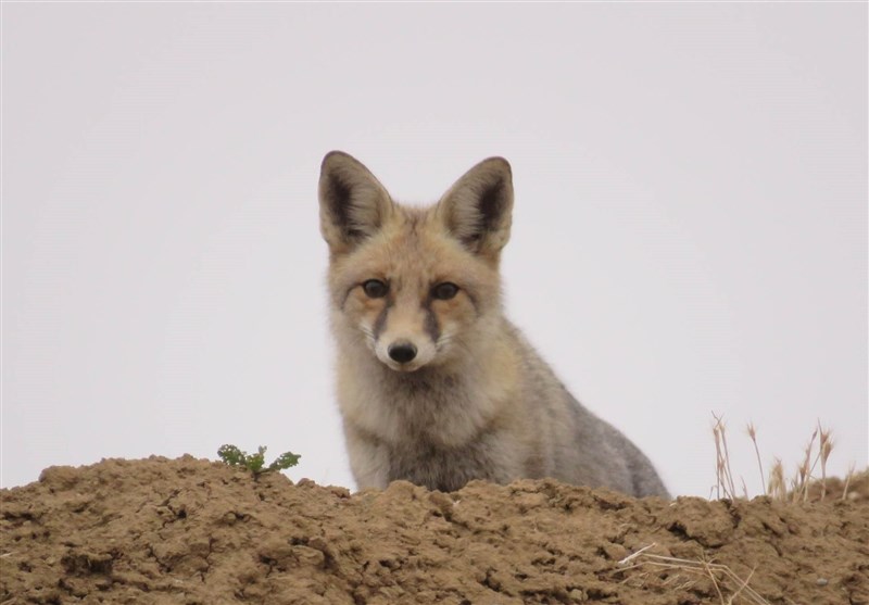 دستگیری عامل شکار روباه در چالوس