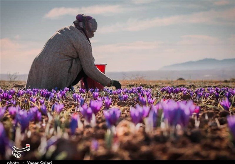 گزارش| ثبت برند جهانی زعفران گناباد روی کاغذ متوقف ماند