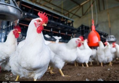  برنامه ۴ساله برای جهش تولید مرغ "نژاد ایرانی"/ جوجه‌های آرین ۳۵روزه به مرغ تبدیل می‌شود 