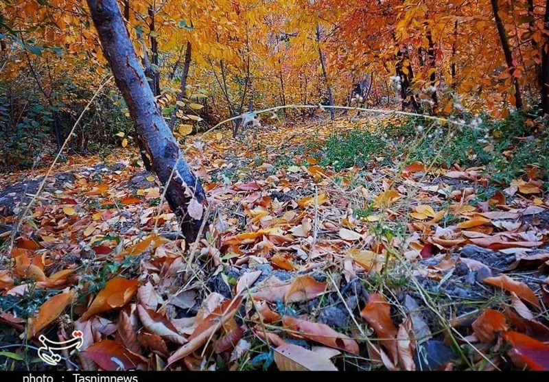 زیبایی‌های پاییز هزار رنگ در جنوب خراسان رضوی +تصاویر