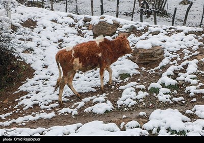 بارش برف پاییزی در اشکور رحیم آباد گیلان