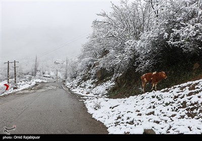 هطول الثلوج فی منطقة "اشکور رحیم آباد"- جیلان