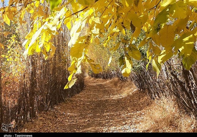 زیبایی‌های پاییز هزار رنگ در استان کردستان به روایت تصویر