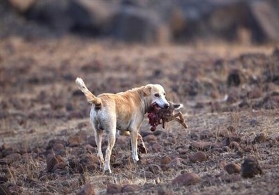  کشتار ۱۷ گونه ارزشمند حیات وحش کشور توسط سگ‌های ولگرد 